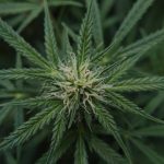 Budapest cannabis scene img-1214.jpg