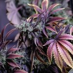 The definitive guide on how to purchase cannabis, marijuana, hemp, THC, and weed in Finland img-2049.jpg