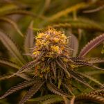 Marseille the sun‑kissed port city on France’s Mediterranean coast is famous for its vibrant nightlife historic markets and a growing acceptance of cannabis culture img-2162.jpg