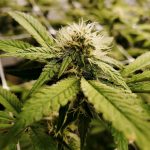 Looking to buy weed online in Salzburg or explore the local cannabis market? img-2177.jpg