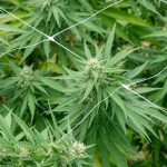 Mannheim Cannabis Market: Buying Weed in Mannheim img-2249.jpg