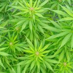 Buy Pot Valladolid Explore the Vibrant Valladolid Cannabis Market img-2310.jpg