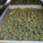 Innsbruck Online Weed Delivery img-2437.jpg