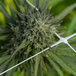 Germany’s Cannabis Scene: Legal Landscape and How to Buy THC Weed img-2449.jpg