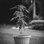 Looking to hashish purchase Salzburg or simply buy weed Salzburg? img-2480.jpg