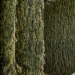 Szczecin Cannabis Shop – Reliable Source for Marijuana, Hemp, THC, and Weed img-2669.jpg