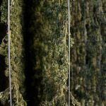 Cannabis in Crete: Legal Status, Buying Guide, and Safety Tips img-2671.jpg