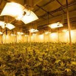 Innsbruck THC Vape Shop Guide img-2872.jpg