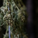 Looking for a reliable source of high‑quality THC vape in Malaga? img-2901.jpg