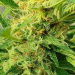 Welcome to the heart of Slovakia’s cannabis culture img-3136.jpg