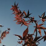 Latvian Cannabis Shop: Your Reliable Source for Legal Cannabis img-3169.jpg