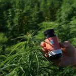 Buying THC Rich Cannabis in Malta img-3317.jpg