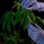 Naples Cannabis Store: Your Ultimate Guide to Weeds, Edibles, and Delivery img-358.jpg